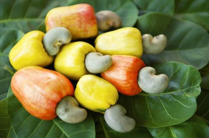 Global Cashew Nuts Seeds (Seeds) - 5 Pcs Seeds
