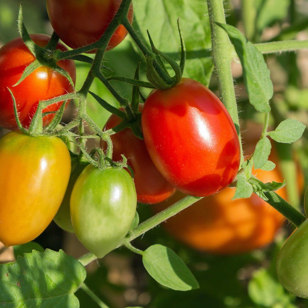 Natural Tomato Fruit Seed 50 pcs Seeds - 50 Pcs Seeds