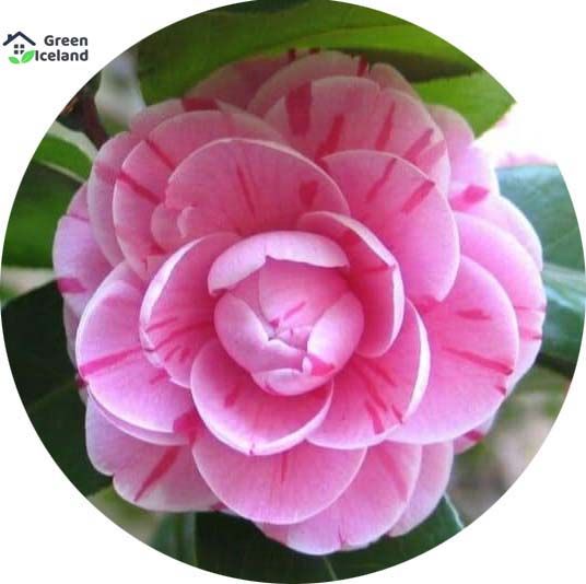 All Season Camellia Flower Bonsai Seeds - 10 Pcs Seeds