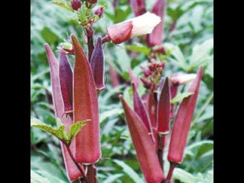 Red Organic Lady Finger/Orka Seeds  - 20 Pcs Seeds