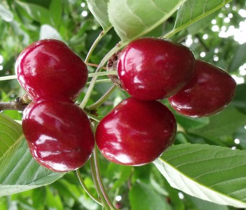 Cherry- Australian Bonsai Seeds -15 pcs seeds