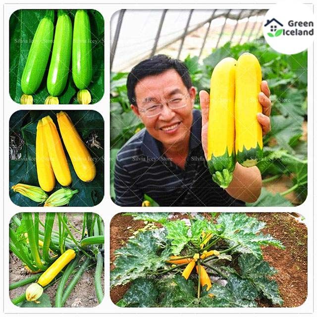 Rare Garden Gold Squash Seeds(গোল্ড স্কোয়াশ বীজ) - 5 Pcs Seeds