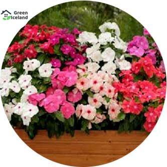 Global Vinca/Noyontara Flower Seeds(নয়নতারা ফুল বীজ) - 20 Pcs Seeds