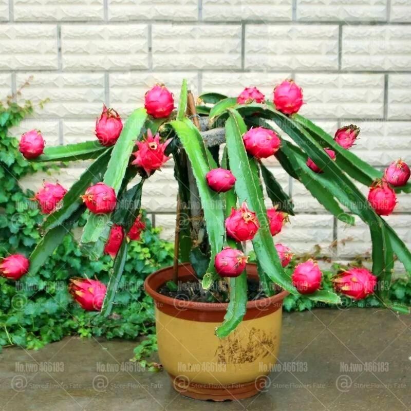 Bonsai Pitaya fruit tree plants Seed