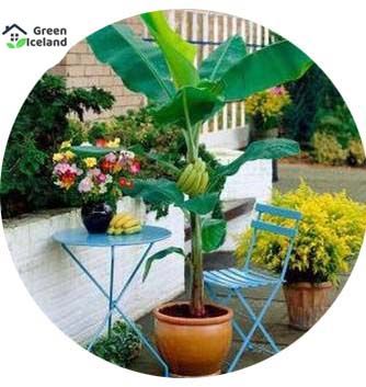 15 Pcs Natural Dwarf Banana Bonsai Seeds