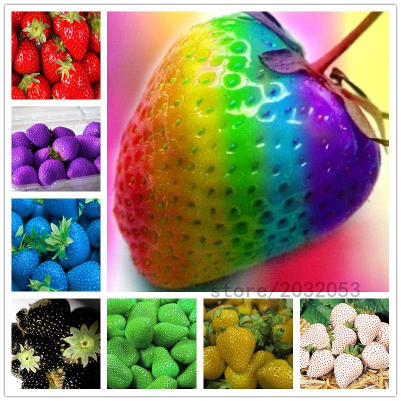 Giant 20 Pcs Mix Strawberry Seeds - 20 Pcs Seeds