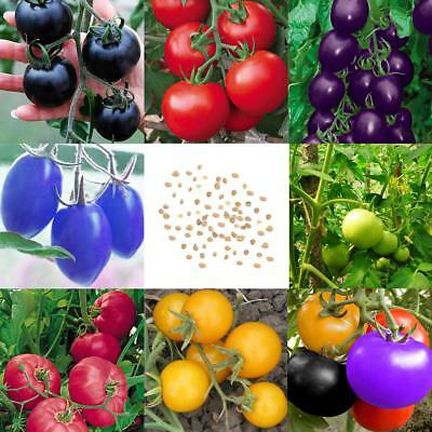 Rainbow Tomato Seeds Colorful Bonsai Organic Vegetables and Fruits Seeds - 50pcs.