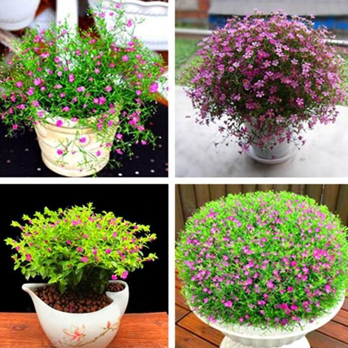 100 flores/bag Big Promotion! gypsophila paniculata bonsai, beautiful flower plants,ornamental flowers for home and garden