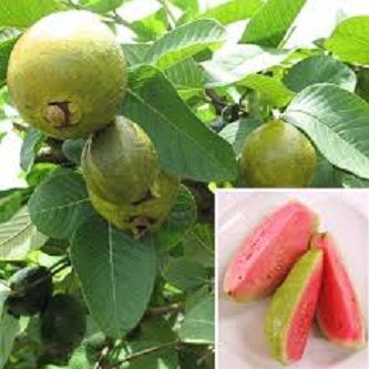 Guava Seeds for home garden- 20Pcs Seeds