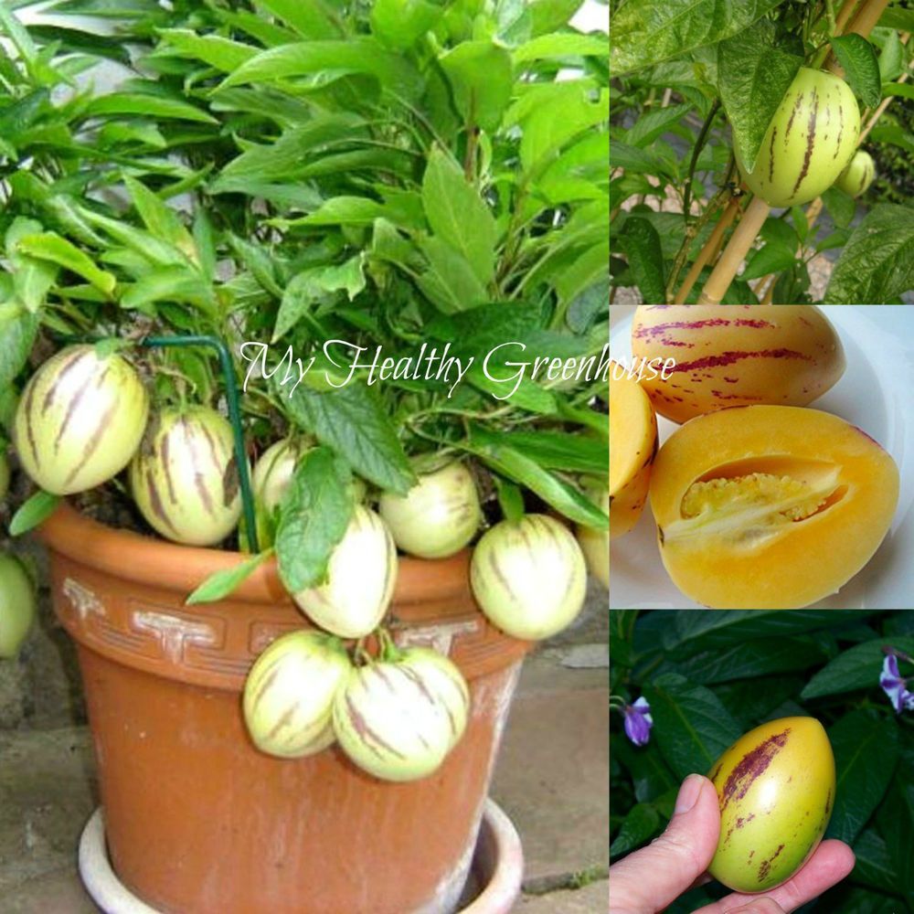 10 Pcs Mini Sweet Melon Bonsai Melon Tree Non GMO-Organic Fruit And Vegetable Bonsai For DIY Home Garden & seeds