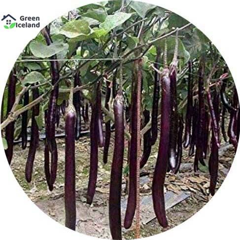 Long Brinjal Seeds  - 20 Pcs Seeds