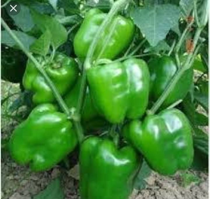 Global Green Capsicum Seeds (সবুজ ক্যাপসিকাম বীজ) - 20 Pcs Seeds