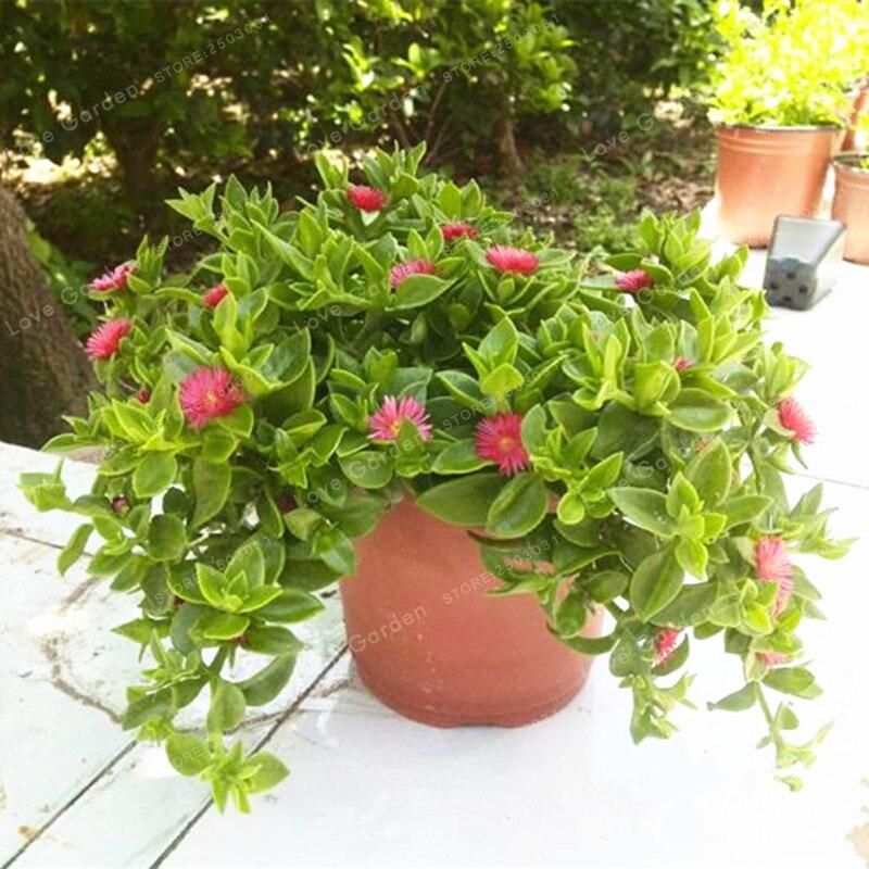 50 Pcs Atenia Cordifolia Bonsai Perennial Evergreen Succulent Herbs Home Garden Plant Appropriate For Hanging Flower Culture