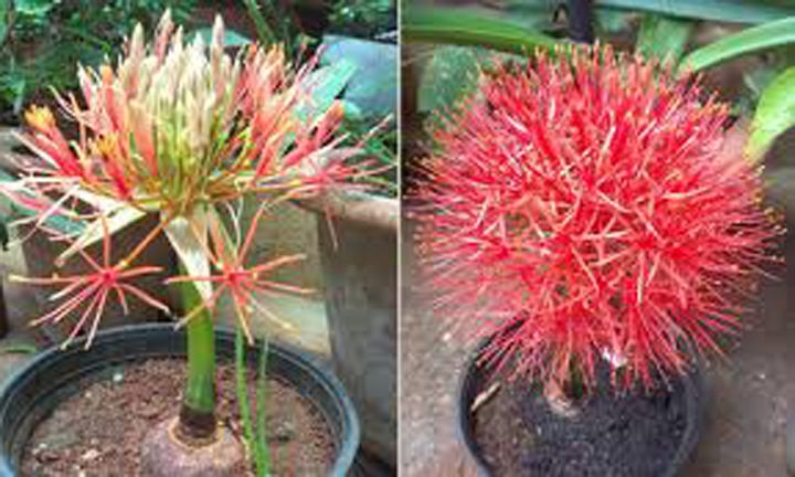 May Flower/Football lily seeds 30 pcs (Global seeds)