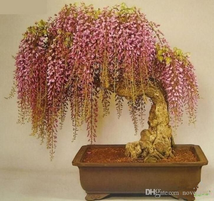wisteria seeds 5 Seeds/pack rare gold mini bonsai wisteria tree seeds Indoor ornamental plants