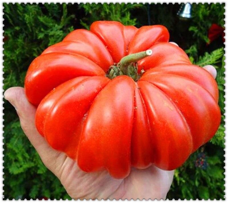 Giant Tomato plants Organic Heirloom plants Vegetables Perennial Non-GMO Plant Pot For Home Garden Planting