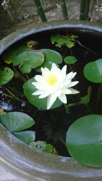 American White Lotus(সাদা পদ্ম) flower seeds intact packet- 5Pcs Seeds