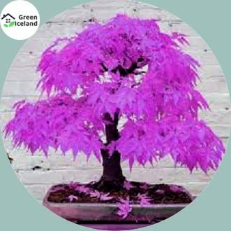 Rare Colour Purple Maple Bonsai Seeds - 15 Pcs Seeds (Imported Global Seeds)