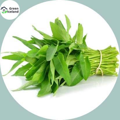20 Pcs All Season Kangkong Water Spinach Seeds (কলমী শাক বীজ) - 20 Pcs Seeds