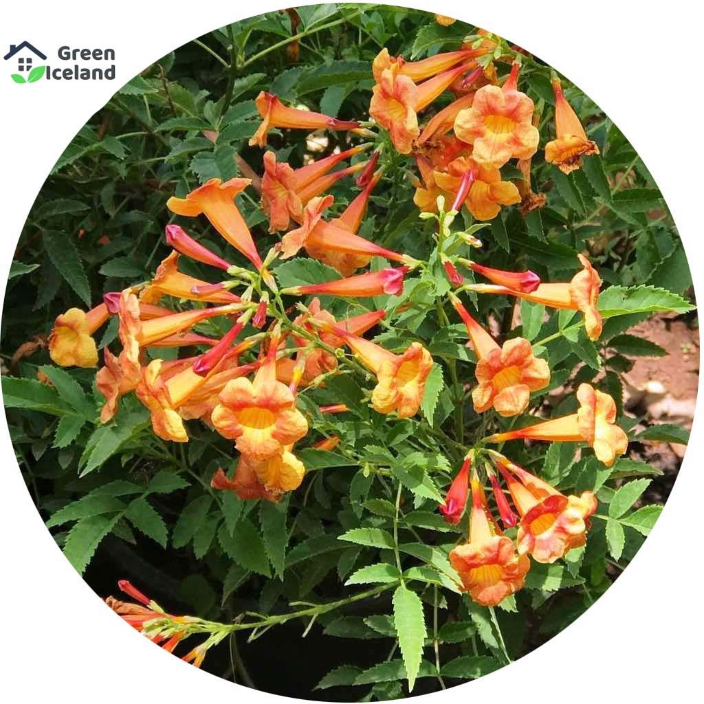 Orange Campsis Grandiflora Seeds - 20 Pcs Seeds (Global Seeds)