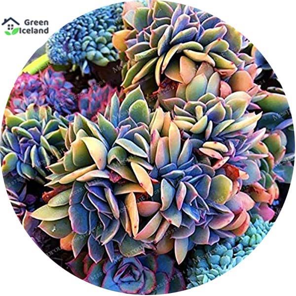 10 Pcs Succulent flores Seeds - 10 Pcs Seeds