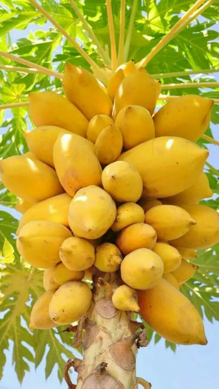 Papaya Plants Rare Jardin Heirloom Organic Vegetable Fruit Landscape Plant Frutas Healthy Food For Garden Gift- 10Pcs Seeds