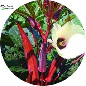20 Pcs Rare Thai Red Ladies Finger/Orka Seeds (লাল ভেন্ডী বীজ) -20 Pcs Seed