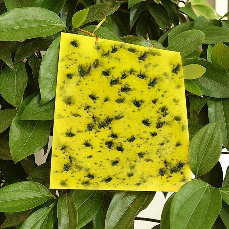NANLIY-100Pcs Sticky Fly Trap Paper Yellow Traps Fruit Flies Insect Glue Catcher Dual-Sided 20X15cm