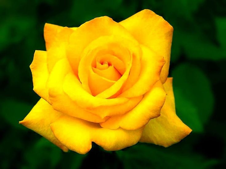 20 Pcs Natural Fresh Yollow Roses Flower Seeds