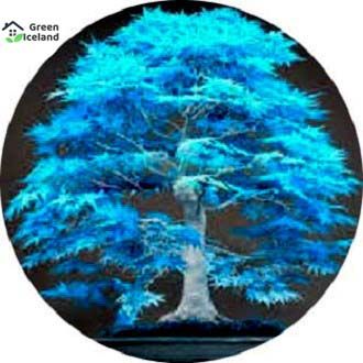 Mini American Maple Bonsai Seeds - 20 Pcs Seeds (Imported Global Seeds)