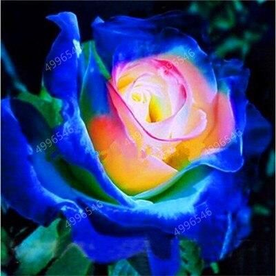 Rare Holland Rainbow Rose Flower Lover Multi-color Plants Home Garden rare rainbow rose flower plants & seeds