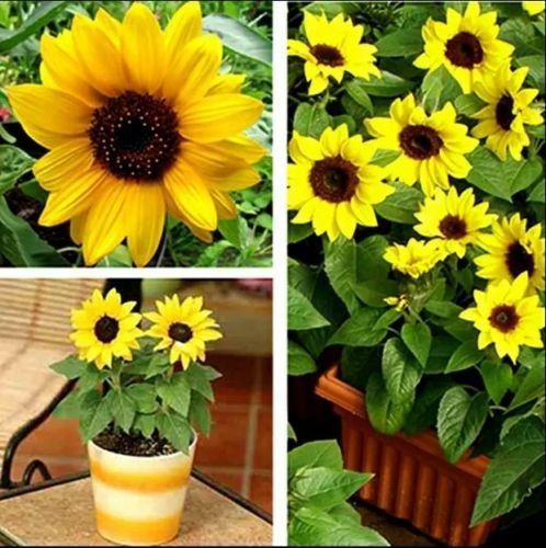 20 Pcs - Rare Global Sunflower Bonsai Home Garden Plant Seeds