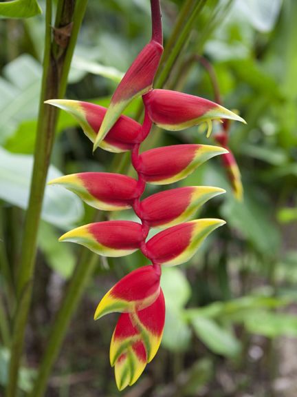All Season Heliconia Antirrhinum Flower Seeds - 10 Pcs Seeds