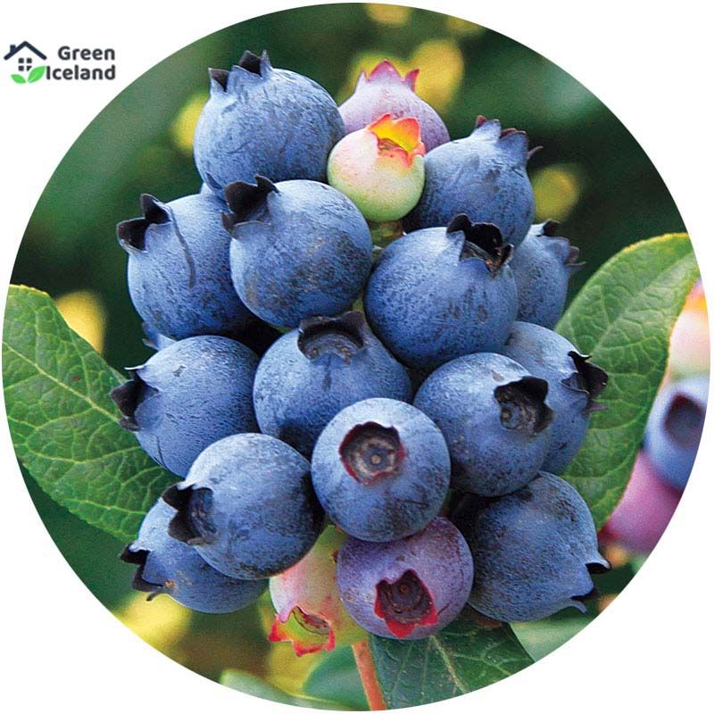 Natural Blueberry Fruit Bonsai Tree Seeds - 5 Pcs Seeds