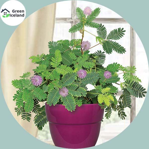 Global Lojjaboti Plant Seeds (???????? ????? ???) - 20 Pcs Seeds