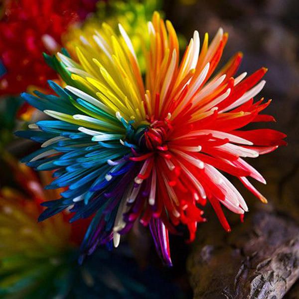 5 Pcs Rainbow Chrysanthemum Flower Seeds Rare Color Home Garden Bonsai Dyeing Plant