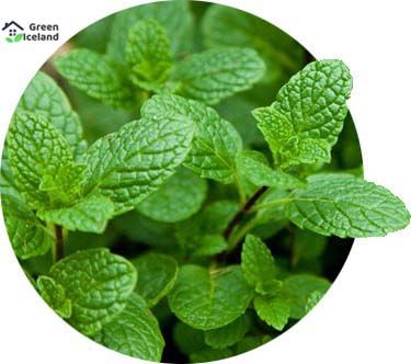 All Season Pudina/Mint Seeds  - 300 Pcs Seeds