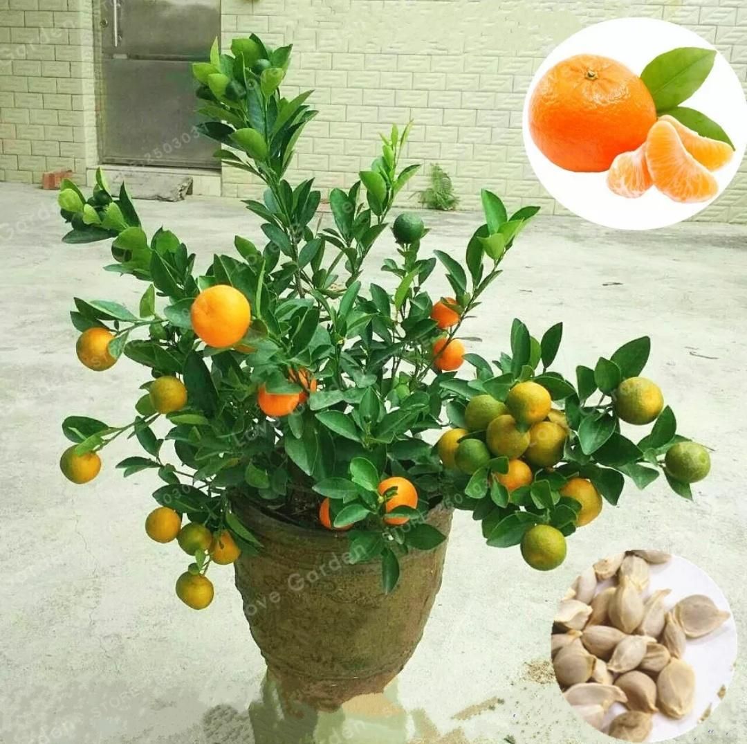 Potted Edible Organic Orange Seeds / বীজ Fruit Dwarf  Orange for Indoor Plants-10pcs
