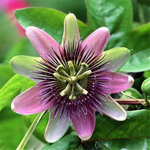 10Pcs Passiflora Incarnata Seeds Home Garden Plants Passion Fruit Flower Bonsai Seeds - 4