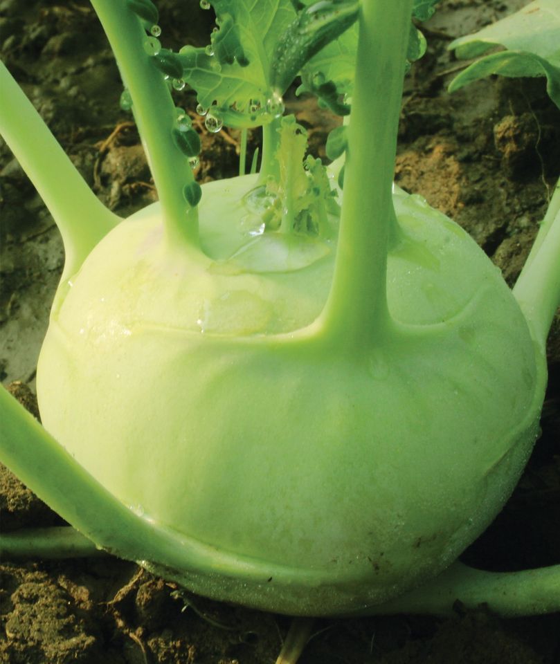 Olkopi Vegetables Seeds- 30+ Pcs Seeds