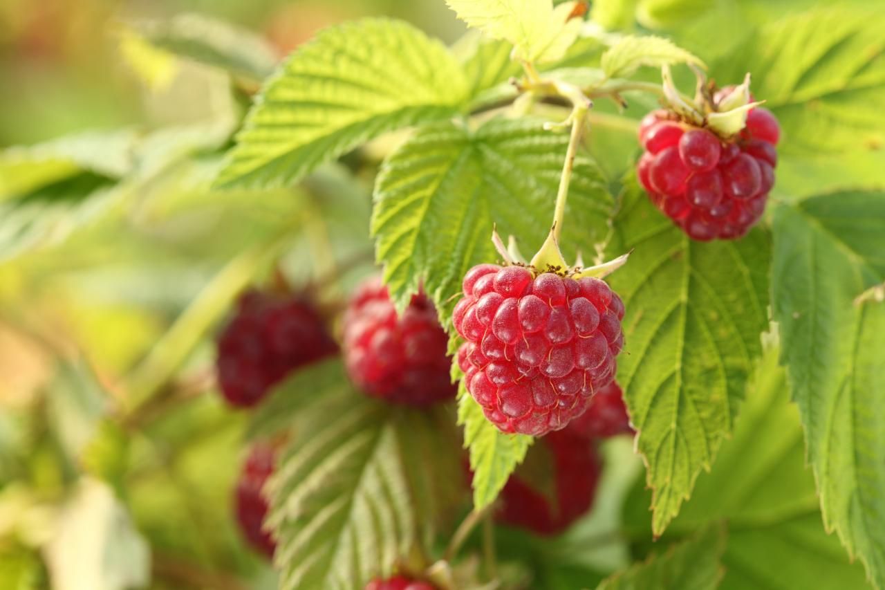 Raspberry plants Big Raspberry Fruit  Wild Strawberry Tree plants Flowers Bonsai For Garden