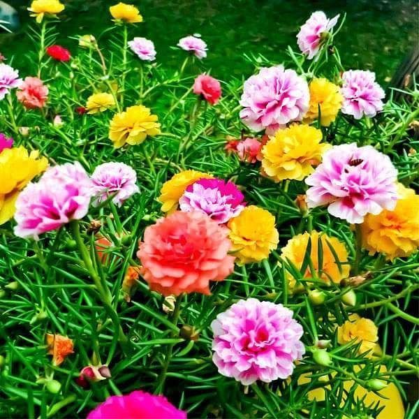 Portulaca Flower Seeds - 100 seeds