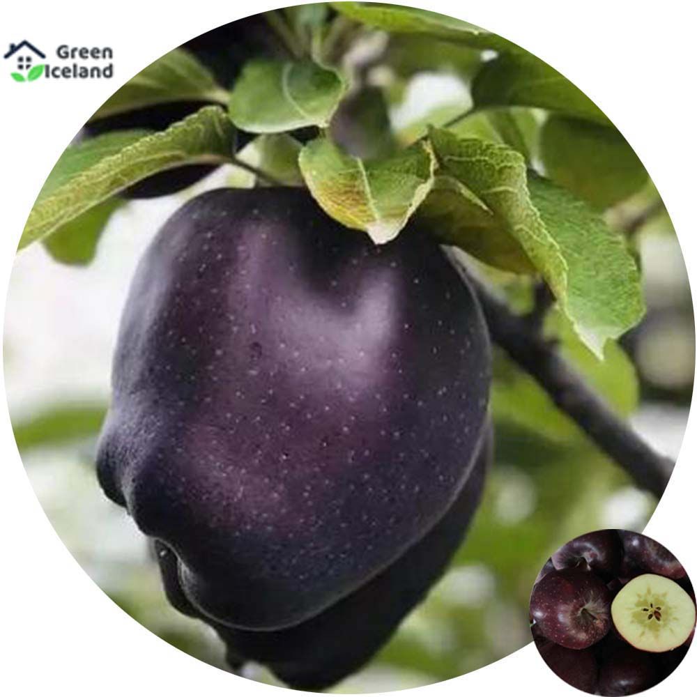 All Season Black diamond apple Seeds - 10 Pcs Seeds