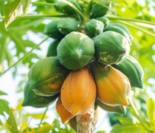 Papaya Seeds (পেঁপে বীজ) - 10 Pieces ইন্টাক্ট প্যাকেট