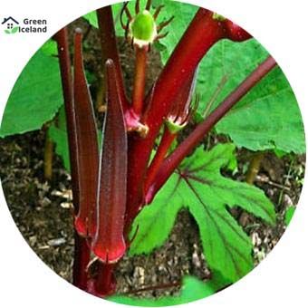 20 Pcs Red Ladies Finger/Orka Seeds (লাল ঢেঁড়স/ভেন্ডী বীজ) - 20 Pcs Seeds