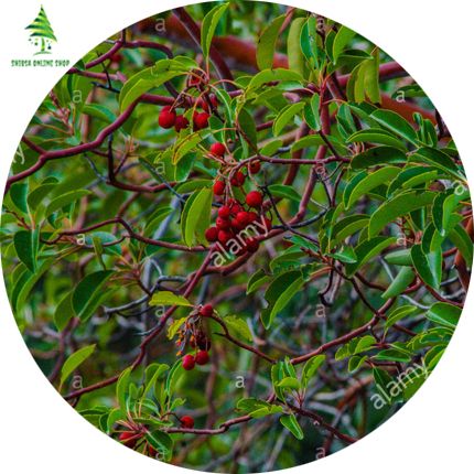5 Pcs All Season Blood Sandalwood Tree Seeds (রক্তচন্দন বীজ)