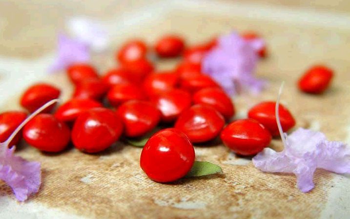 5 pcs (বীজ) Newly harvested sea red bean seeds, Acacia beans, Peacock beans Adenantherapavonlna