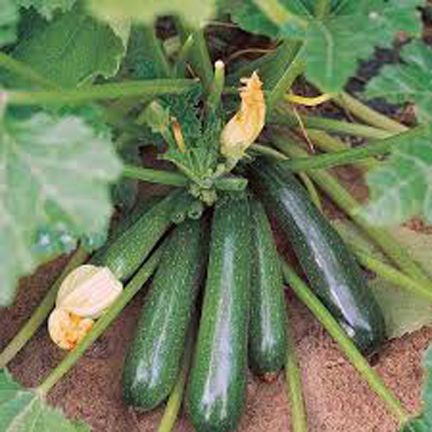 Global Hybrid Zuccini Squash Seeds - 5pcs
