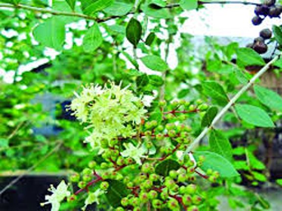 Mehendi Bonsai Tree Seeds (মেহেদী গাছের বীজ) - 50 Pcs Seeds