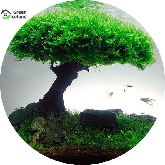 10 Pcs Aquarium Plant Pine Tree Bonsai Seeds